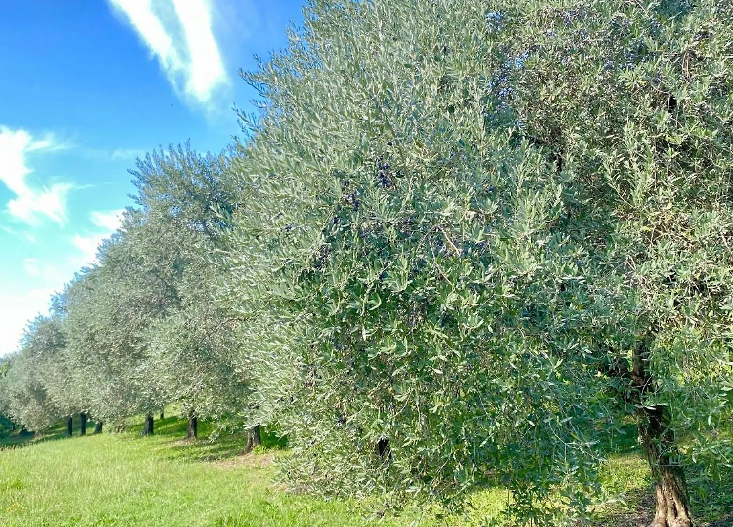 Agri-Alloggio Le Poscole Al Canton Castelgomberto Alloggio per agriturismo